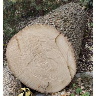 Kőrisfa rönk (Fraxinus excelsior)  89 cm x 41/35 cm